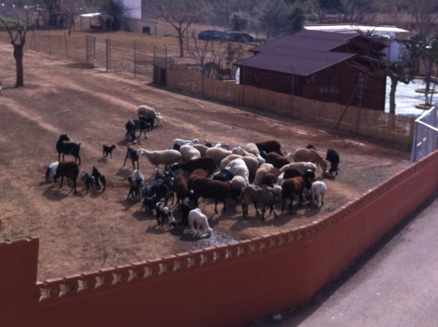  Sheep with their babies 